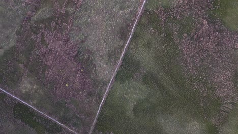 Aerial-looks-directly-down-onto-stone-fence-on-rugged-Scottish-moor