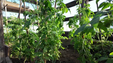 Erkunden-Sie-Einen-Garten-Voller-Pflanzen-In-Verschiedenen-Wachstumsstadien-Und-Erfreuen-Sie-Sich-An-Ihren-Leuchtenden-Farben-Und-Einzigartigen-Eigenschaften