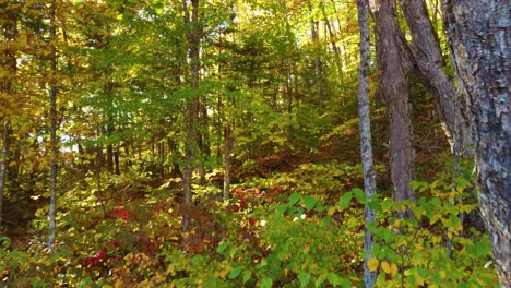 drone creates birds pov flying freely through autumn forest