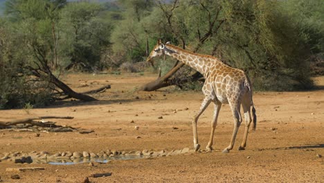 una jirafa bebiendo agua en etosha, namibia
