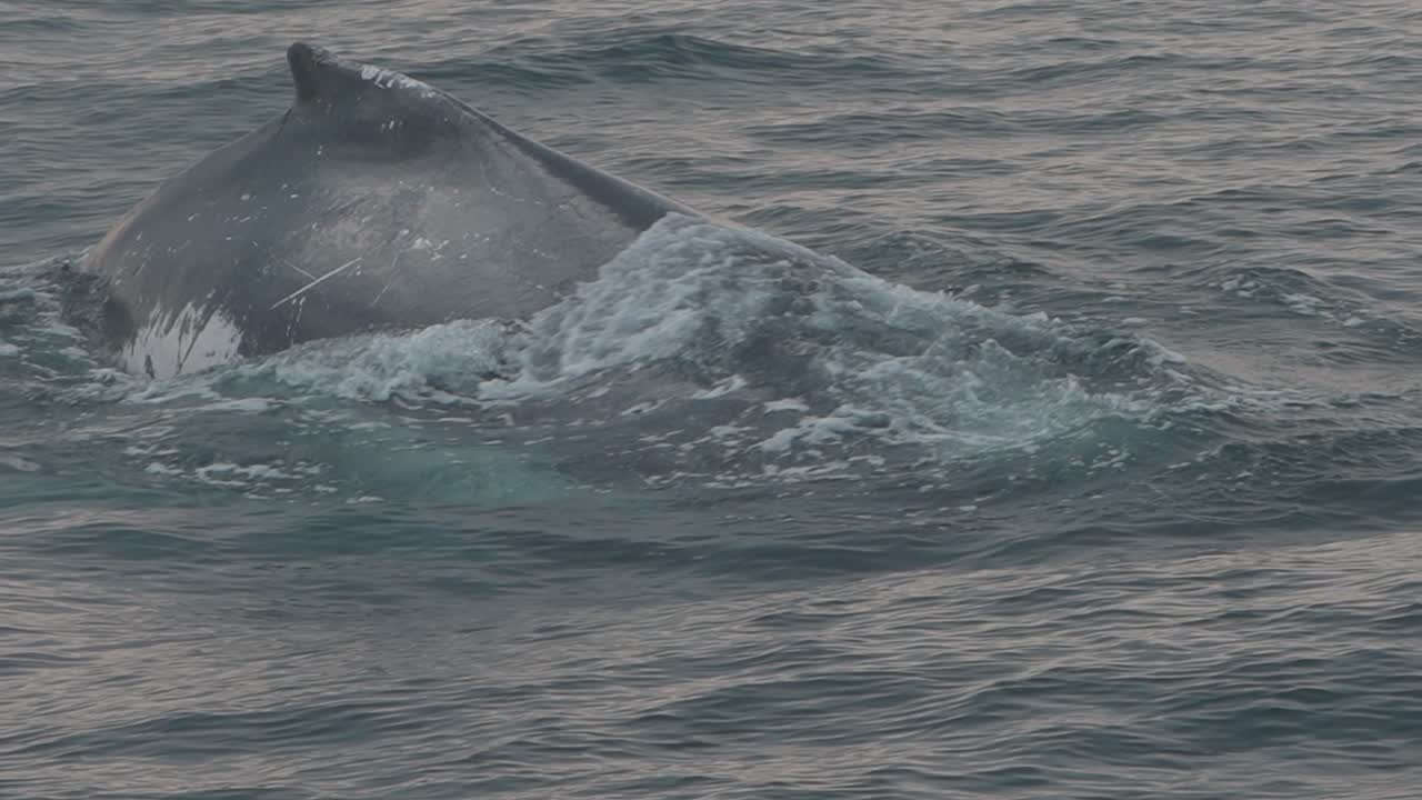 Humpback whale swimming slowly near surface in Peru ocean waters at sunset