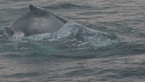 humpback whale swimming slowly near surface in peru ocean waters at sunset