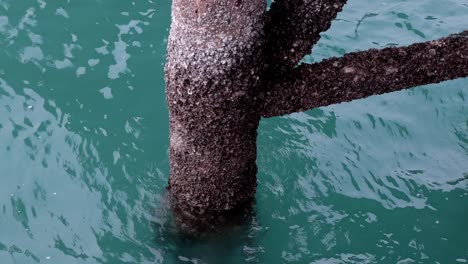 Cement-pole-of-the-fishing-bridge-with-barnacle-seashell