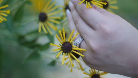 hand mit ring hält gelbe blume