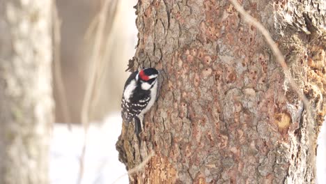 Slow-motion-of-a-downy-woodpecker-bird-searching-for-bugs-hidden-in-the-bark-of-a-spruce-tree-during-the-winter