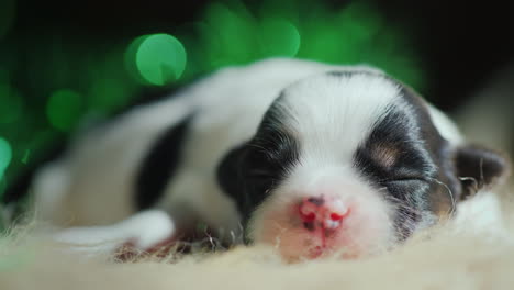 cachorro recién nacido duerme contra un telón de fondo de decoraciones navideñas 03