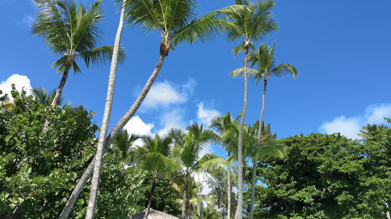 Palm trees move with the breeze against a bright blue tropical sky