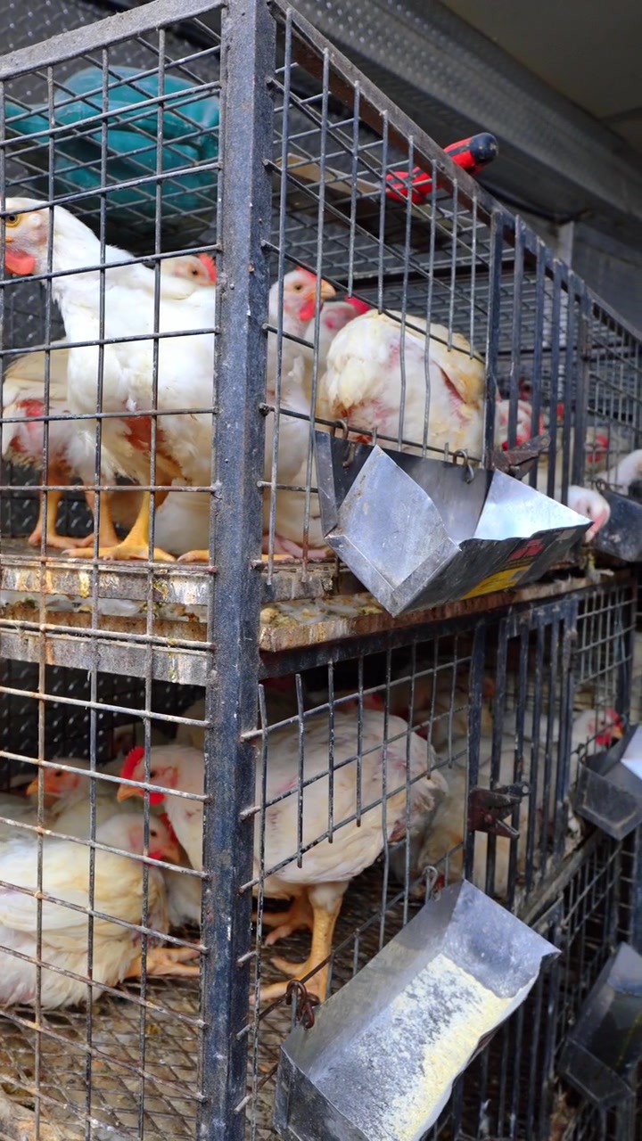 Frangos de corte em pé dentro de gaiolas de transporte de metal empilhadas. Vista frontal mostra aves brancas atrás de malha de arame com comedouros, estruturas enferrujadas e espaço limitado.