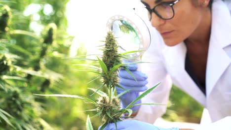 Female-scientist-examining-cannabis-plants-with-magnifier