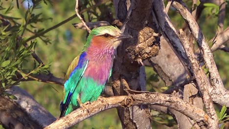 un pájaro multicolor de pecho lila se sienta en un árbol en un safari en namibia áfrica 1