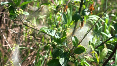 Honey-buzzard-beetle-on-green-plant,-early-stage-of-development