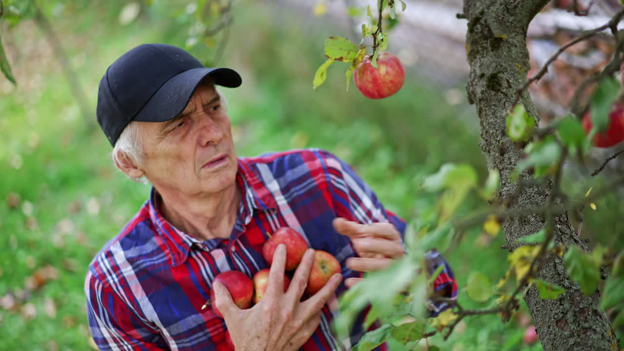 Senior Man Picking Apples