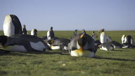 majestic king penguin resting on verdant grass, colony populating scenic background under bright sunlight in pristine antarctic landscape