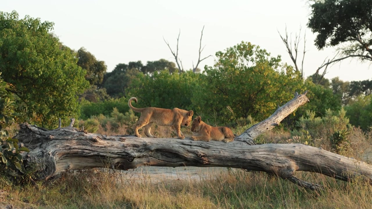 Two lion cubs walk playfully toward each other along a large fallen dead tree, framed by lush green vegetation in the background, Botswana wilderness.