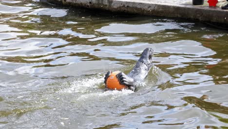 adorable grey seal holding an orange ball and doing backstroke in a pool at the zoo