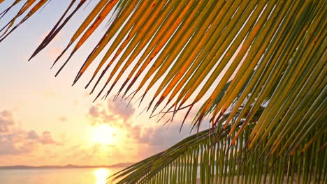 exotic tropical destination revealing view of golden hour sunlight on palm trees sandy beach, horizon and reflection on calm sea