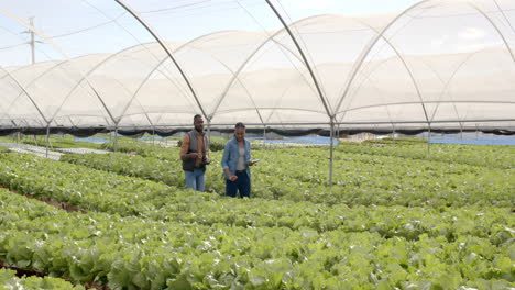 walking through hydroponic farm, two farmers discussing organic vegetable cultivation
