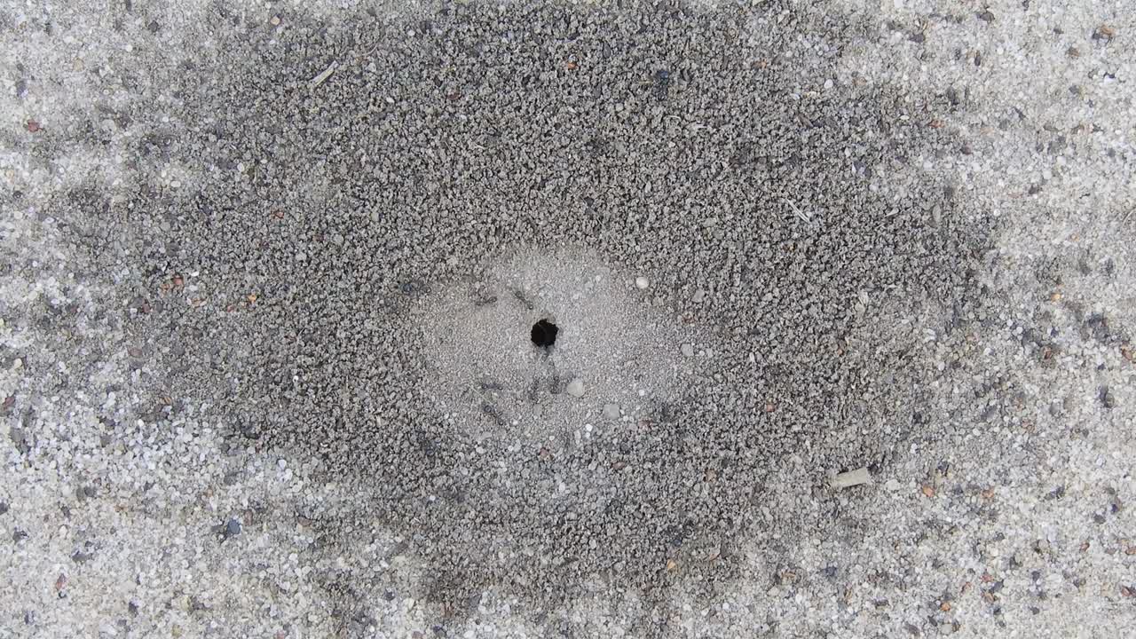 ants at the entrance to the anthill close-up