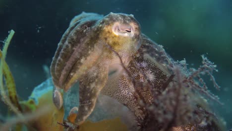 a large cuttlefish changing colours as it sits on a tropical reef