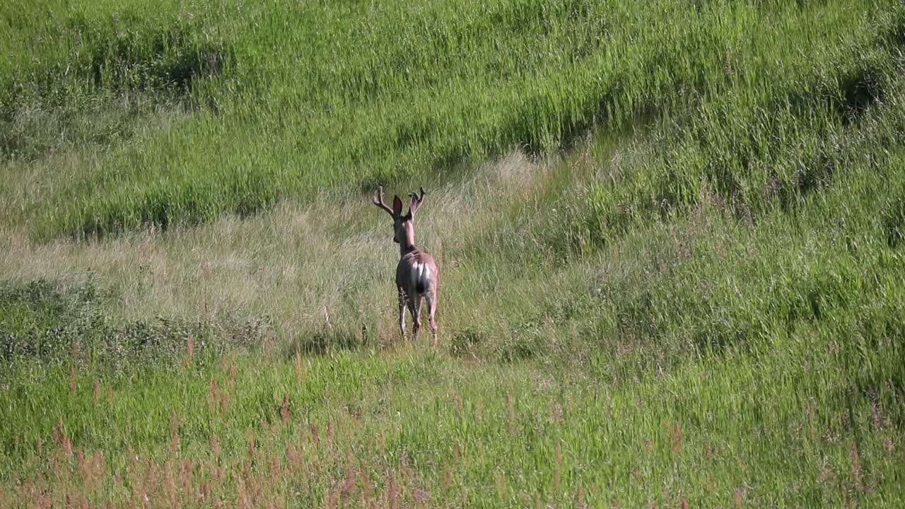 macho solitario venado cola blanca caminando majestuosamente a través de la hierba alta en la pradera soleada
