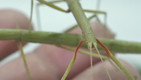 stick insect medauroidea extradentata, family phasmatidae