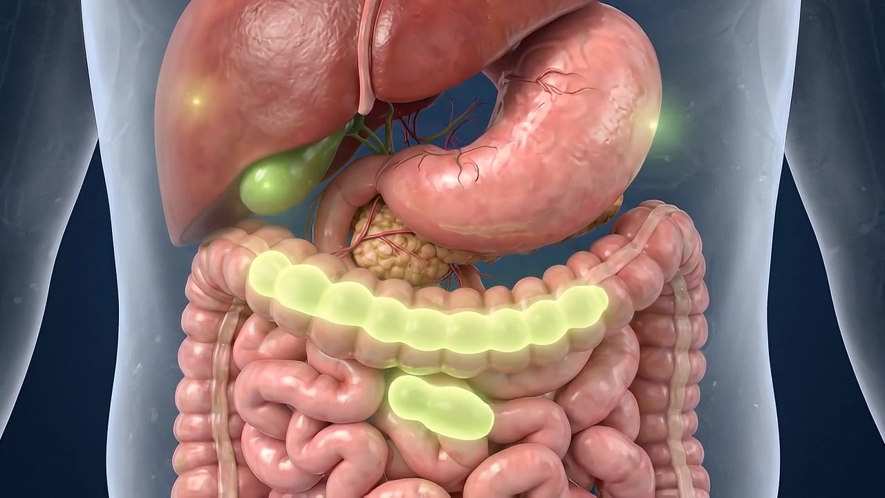 Transparent torso showing complete digestive tract and abdominal organs