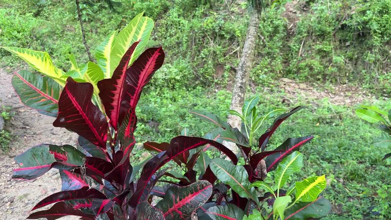 Vivace pianta di croton rossa e verde in un giardino tropicale