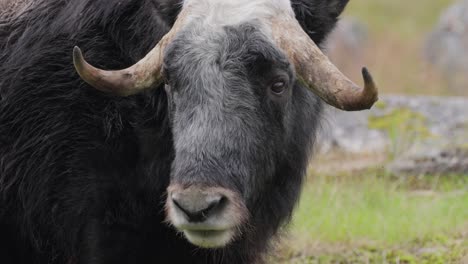 Muskox-(Ovibos-moschatus,-in-Latin-musky-sheep-ox),-also-spelled-musk-ox-and-musk-ox,-plural-muskoxen-or-musk-oxen-is-a-hoofed-mammal-of-the-family-Bovidae.