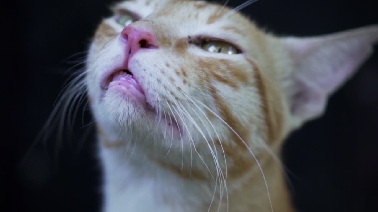 인도 일반 고양이라고도 알려진 인도 빌리 품종