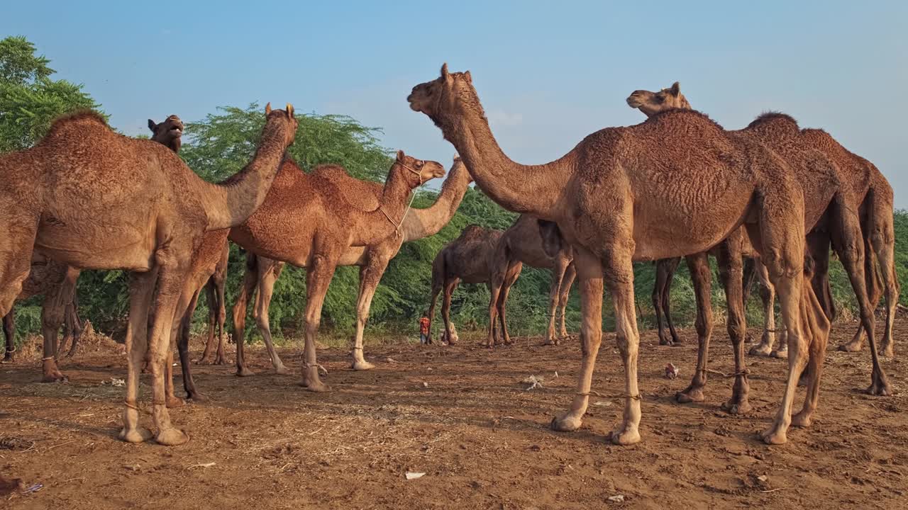 푸스카르 멜라 (pushkar mela) 낙타 박람회 - 을 는 낙타 축제, 푸스카어, 라자스탄, 인도
