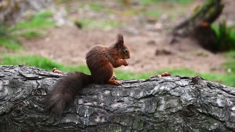 ardilla roja linda madura comiendo nueces en un tronco en el bosque