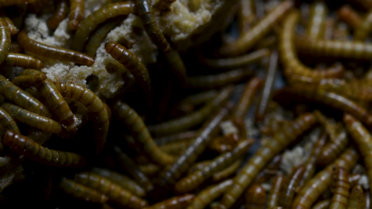 O Tenebrio é uma espécie de besouro Tenebrionidae usado para alimentar animais de estimação como peixes, cobras, pássaros e sapos.