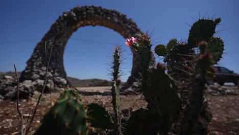 Planta-De-Cactus-Con-Cambio-De-Enfoque-Cambio-De-Imagen-A-Arreglo-De-Arte-De-Piedra-Circular