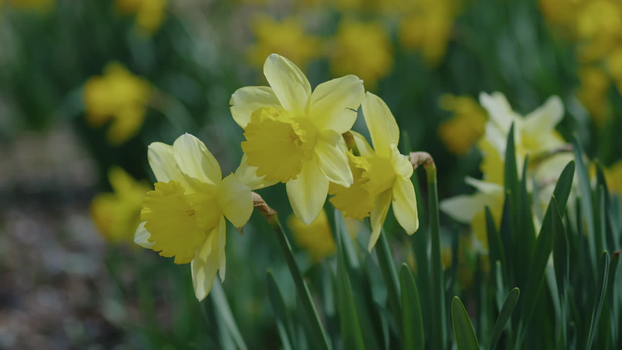 Close-up de Flores de Narciso Amarelas Balançando ao Vento
