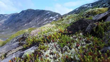 Arktischen-Tundra.-Schöne-Natur-Norwegen-Naturlandschaft.