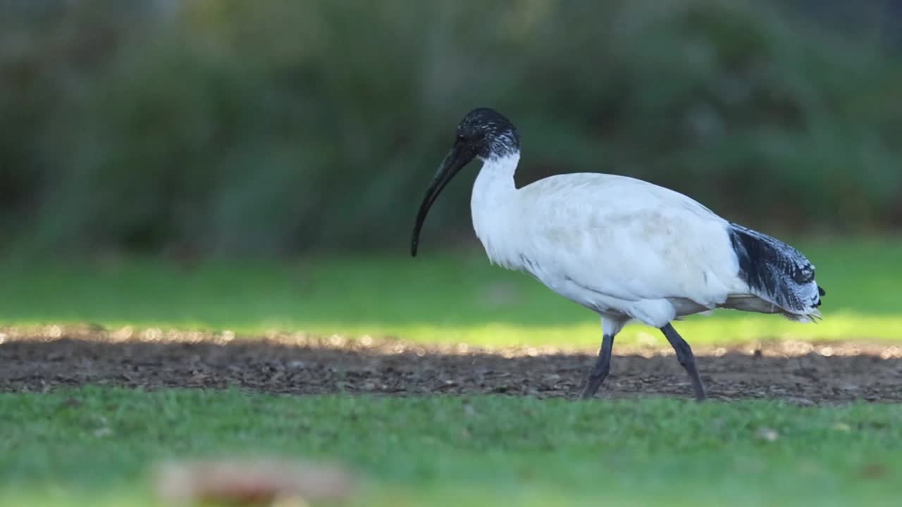 En australsk hvit ibis går over et gresskledd jorde mens den leter etter mat i sollyset