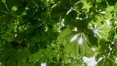 Blätter-Des-Rosskastanienbaums-Mit-Der-Sonne-Im-Rücken