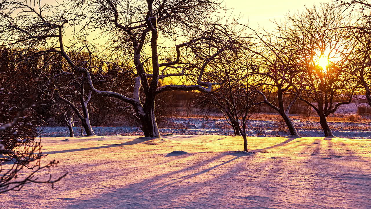 toma de lapso de tiempo de la puesta de sol dorada detrás de árboles sin hojas en tierras agrícolas nevadas - hermosa escena de invierno de la naturaleza