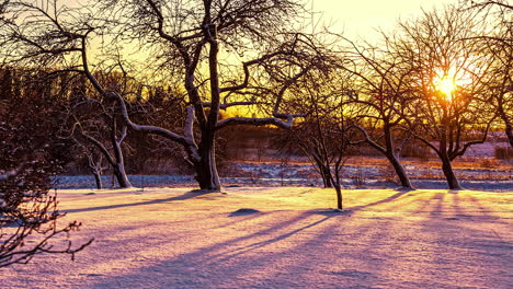 Toma-De-Lapso-De-Tiempo-De-La-Puesta-De-Sol-Dorada-Detrás-De-árboles-Sin-Hojas-En-Tierras-Agrícolas-Nevadas---Hermosa-Escena-De-Invierno-De-La-Naturaleza