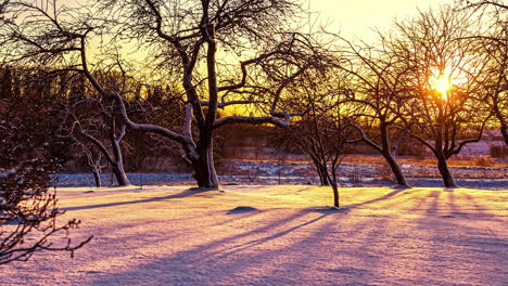 toma de lapso de tiempo de la puesta de sol dorada detrás de árboles sin hojas en tierras agrícolas nevadas - hermosa escena de invierno de la naturaleza