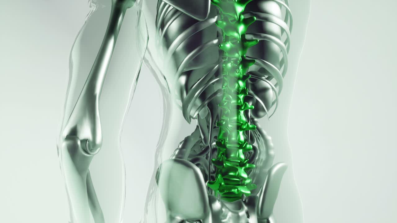 인체 척추 골격  ⁇  모델과 장기