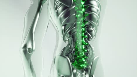 modelo de huesos del esqueleto de la columna vertebral humana con órganos