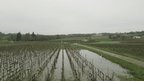 heron in vineyards on cloudy wet day, bordeaux countryside, france