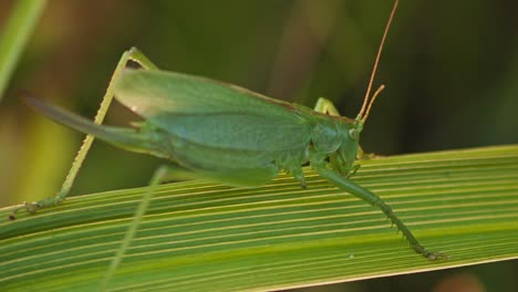 Saltamontes-Verdes-Camuflados-En-Hojas-De-Plantas-Verdes.