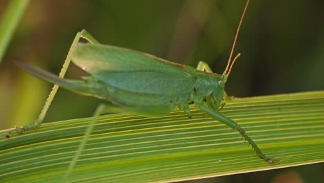 saltamontes verdes camuflados en hojas de plantas verdes