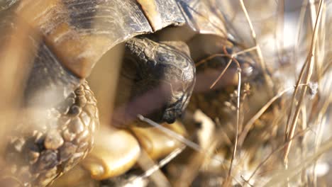 Greek-Tortoise-living-in-the-wild,-close-up-of-the-head-emerging-from-the-shell