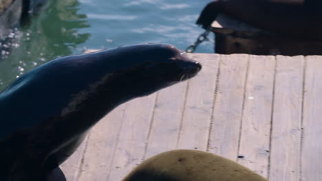 león marino de california nadando y luego sube al muelle para luchar contra otro león marino en el muelle 39.