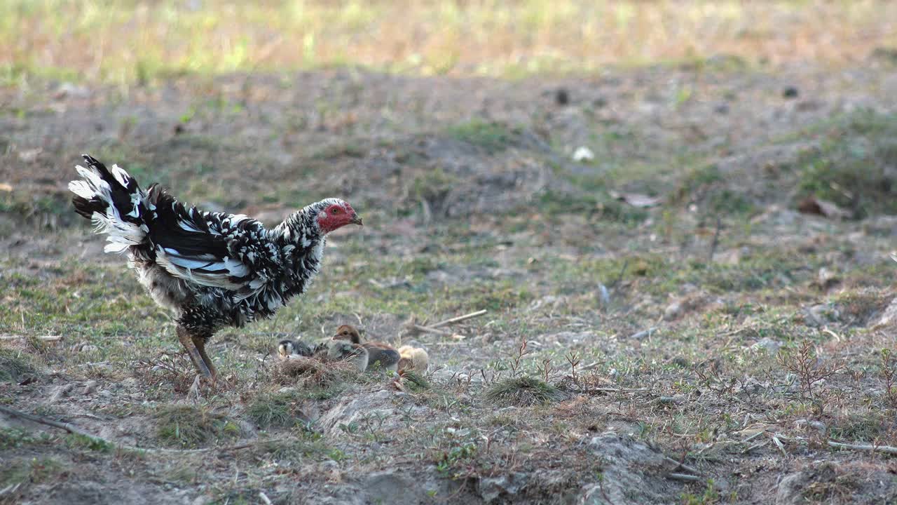 pollo forrajeando en el campo con pollitos