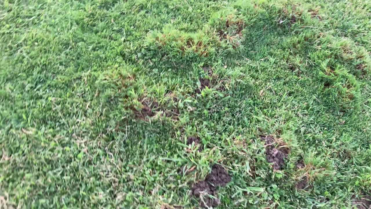 Close-up of freshly dug molehill in a garden, showing disturbed soil and lawn damage caused by underground mole activity. Symbol of pest problems in outdoor spaces