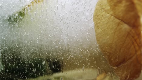 abstract macro shot of frozen flower